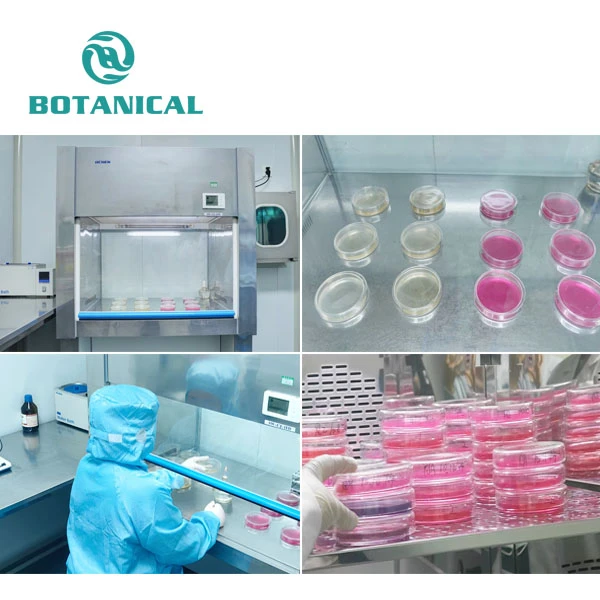 Sunflower Extract factory